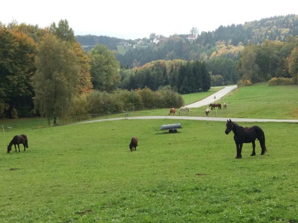 Ferienwohnung Auf Dem Erlebnisreiterhof Kreipl Grattersdorf المظهر الخارجي الصورة